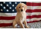 Golden Retriever Puppy for sale in Springfield, MO, USA