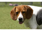 Adopt Star a Brown/Chocolate Beagle / Mixed dog in Colorado Springs
