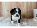 Beaglier Puppy for sale in Springfield, MO, USA