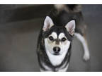 Adopt Alice a Black Husky / Mixed dog in Colorado Springs, CO (38847467)
