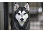 Adopt Sara a Black Alaskan Klee Kai / Mixed (short coat) dog in Colorado