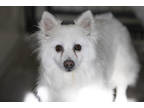 Adopt Bubba a White American Eskimo Dog / Mixed dog in Colorado Springs