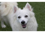 Adopt Precious a White American Eskimo Dog / Mixed dog in Colorado Springs