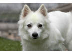 Adopt Holly a White American Eskimo Dog / Mixed dog in Colorado Springs