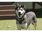 Adopt Tasha a Black Alaskan Klee Kai / Mixed (short coat) dog in Colorado