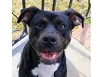 Adopt Sif a Black - with Brown, Red, Golden, Orange or Chestnut Mountain Cur /