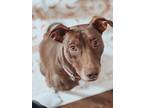 Adopt Penny a Brown/Chocolate American Pit Bull Terrier / Vizsla / Mixed dog in