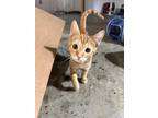 Adopt Jude OK a Domestic Shorthair / Mixed (short coat) cat in Fort Lupton