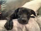Adopt Moe a Labrador Retriever / Mixed dog in New Orleans, LA (38822550)