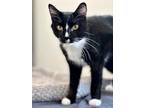 Adopt Oreo a Domestic Shorthair / Mixed (short coat) cat in Cumberland