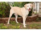Adopt Clyde a Catahoula Leopard Dog / American Pit Bull Terrier / Mixed dog in