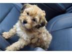 Yorkshire Terrier Puppy for sale in Wichita, KS, USA