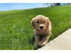 Golden Retriever Puppy for sale in Fort Wayne, IN, USA