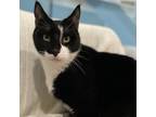 Adopt Midnight a All Black Domestic Shorthair / Domestic Shorthair / Mixed cat