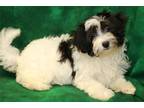 Havanese Puppy for sale in Springfield, MO, USA