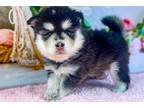 Mutt Puppy for sale in Las Vegas, NV, USA