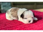 Shih Tzu Puppy for sale in Mobile, AL, USA