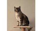 Adopt Stark a Brown Tabby Tabby / Mixed (short coat) cat in Rowlett