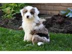 Aussiedoodle Puppy for sale in Canton, OH, USA