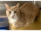 Adopt Liam a Orange or Red Domestic Shorthair / Mixed cat in Marietta