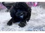 Cavapoo Puppy for sale in Springfield, MO, USA