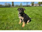 German Shepherd Dog Puppy for sale in Fort Wayne, IN, USA