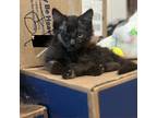 Adopt Declan a All Black Domestic Shorthair / Mixed cat in Los Angeles