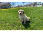 Golden Retriever Puppy for sale in Fort Wayne, IN, USA