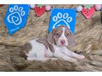 Beagle Puppy for sale in Springfield, MO, USA