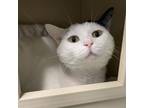 Adopt Butter a White Domestic Shorthair / Mixed cat in Chattanooga