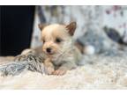 Yorkshire Terrier Puppy for sale in Fort Worth, TX, USA