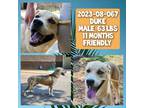 Adopt 2023-08-067 *Duke* a Husky / Mixed dog in Winder, GA (38919726)