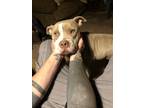 Adopt Roa a Tan/Yellow/Fawn - with White American Pit Bull Terrier / Mixed dog