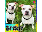 Adopt Brady a Tan/Yellow/Fawn American Pit Bull Terrier / Mixed dog in Grand