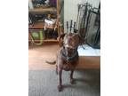 Adopt Oliver a Brown/Chocolate Labrador Retriever / Labrador Retriever / Mixed
