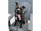 Adopt Henry a Brown/Chocolate American Pit Bull Terrier / Mixed dog in Oak Pak
