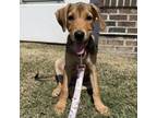 Adopt Phoebe a Brown/Chocolate Hound (Unknown Type) / Mixed dog in QUINCY