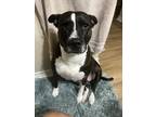 Adopt Lizzie a Brown/Chocolate - with White American Pit Bull Terrier / Mixed
