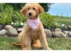 Goldendoodle Puppy for sale in South Bend, IN, USA