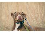 Adopt Bonnie a Brown/Chocolate - with White American Staffordshire Terrier /