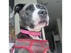 Adopt Bahama a Gray/Silver/Salt & Pepper - with Black Pit Bull Terrier / Mixed