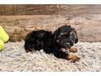 Wapoo Puppy for sale in Springfield, MO, USA