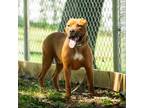 Adopt Titan a American Pit Bull Terrier / Mixed dog in Nashville, TN (38834064)