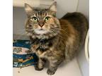 Adopt Delilah a Brown or Chocolate Domestic Longhair / Domestic Shorthair /