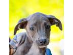 Adopt Madelyn a American Staffordshire Terrier, Labrador Retriever