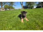 German Shepherd Dog Puppy for sale in Fort Wayne, IN, USA