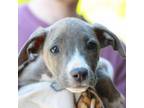 Adopt Marie a American Staffordshire Terrier, Labrador Retriever