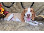 Beagle Puppy for sale in Springfield, MO, USA