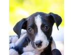 Adopt Melanie a American Staffordshire Terrier, Labrador Retriever