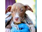 Adopt Maxine a American Staffordshire Terrier, Labrador Retriever